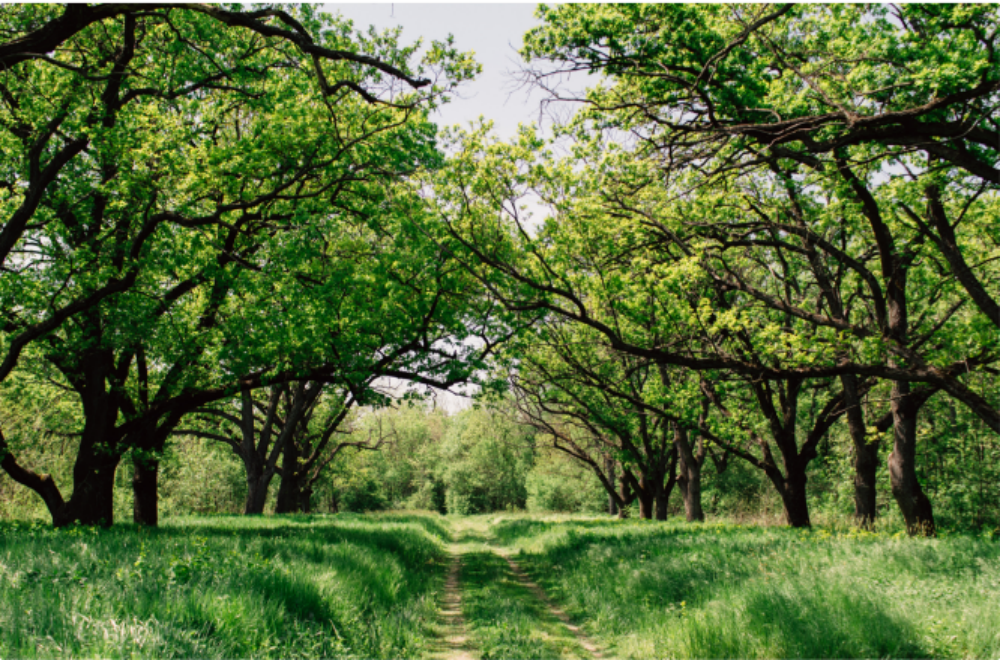 MG����(�й���)����ٷ���վ